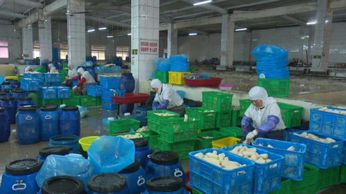 寶應(yīng)縣強化藕制品企業(yè)執(zhí)法檢查，依法整治藕渣亂倒問題